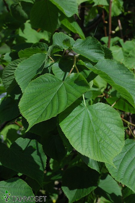 Tilia x vulgaris 'Siivonen', siivosenlehmus